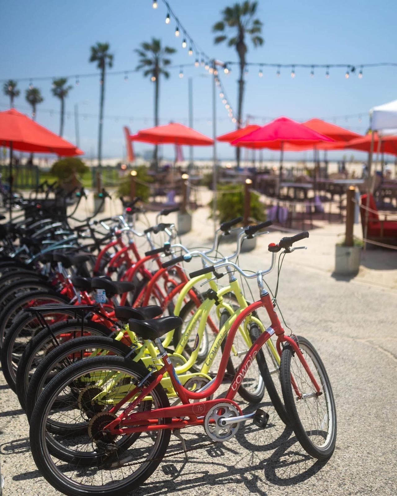 A row of beach cruiser bikes lined up for rent beside the café patio